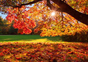 KI generiertes Bild zu buntem Herbstlaub